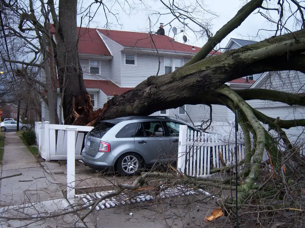 Homeowners Insurance Cover Tree Damage to Car?